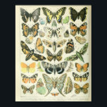 Vintage Butterfly poster<br><div class="desc">Vintage Butterfly poster</div>