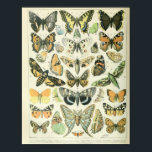 Vintage Butterfly poster<br><div class="desc">Vintage Butterfly poster</div>