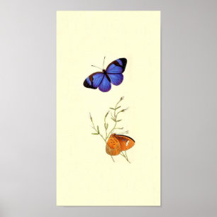 Vintage Butterfly Poster