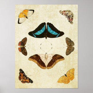 Vintage Butterfly Print 012