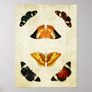 Vintage Butterfly Print 054