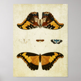 Vintage Butterfly Print 056