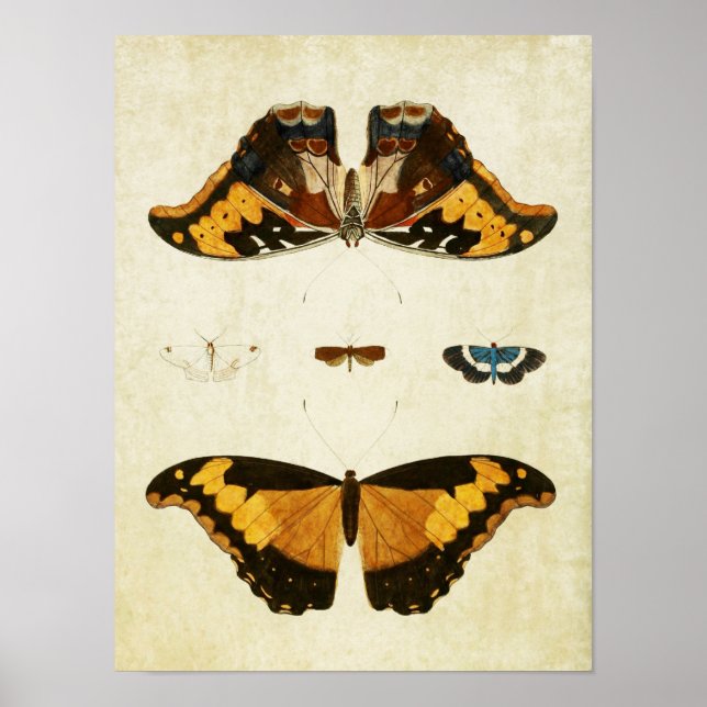 Vintage Butterfly Print 056 (Front)