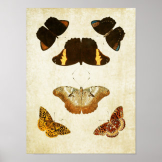 Vintage Butterfly Print 057