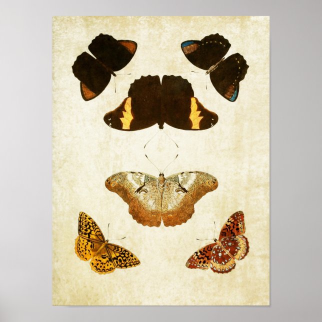 Vintage Butterfly Print 057 (Front)