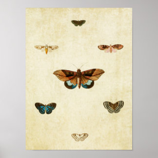 Vintage Butterfly Print 092