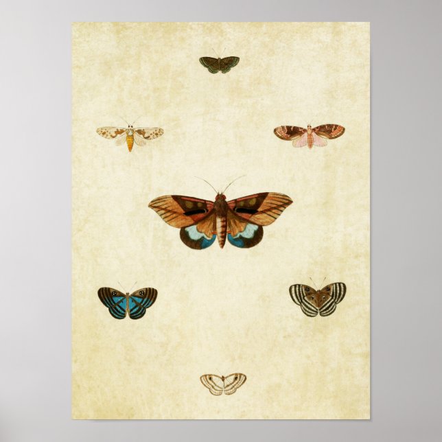 Vintage Butterfly Print 092 (Front)