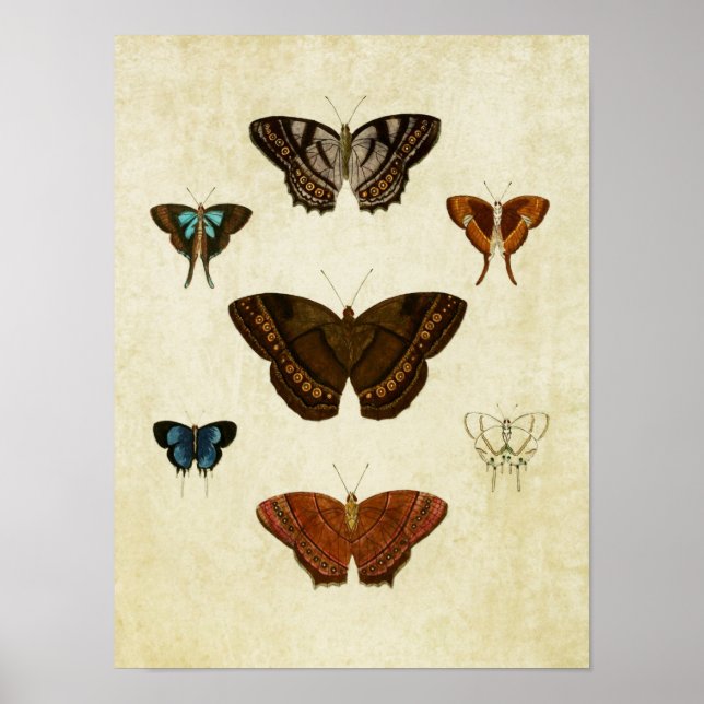 Vintage Butterfly Print 096 (Front)