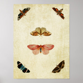 Vintage Butterfly Print 107