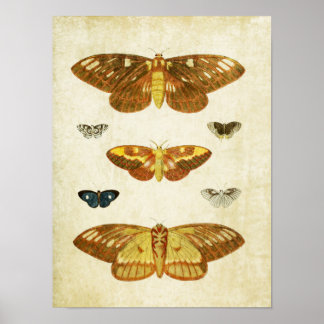 Vintage Butterfly Print 117