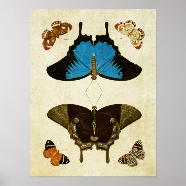 Vintage Butterfly Print 121 (Front)