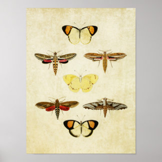 Vintage Butterfly Print 125