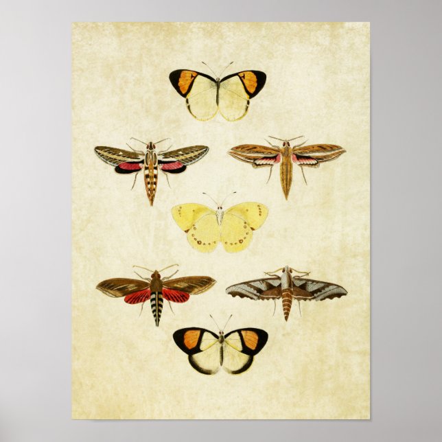 Vintage Butterfly Print 125 (Front)