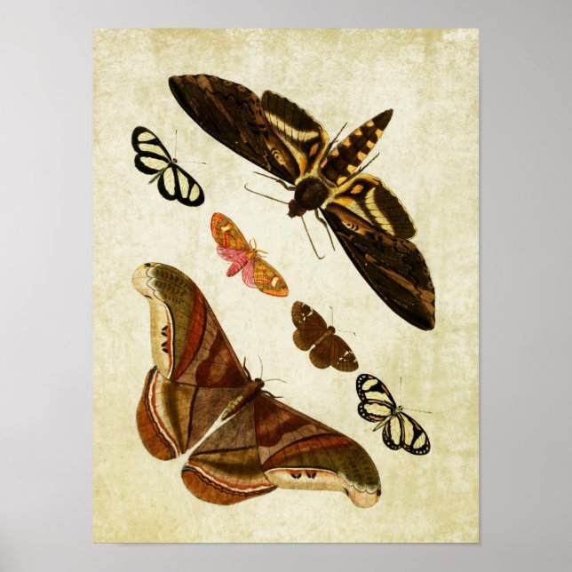 Vintage Butterfly Print 126 (Front)