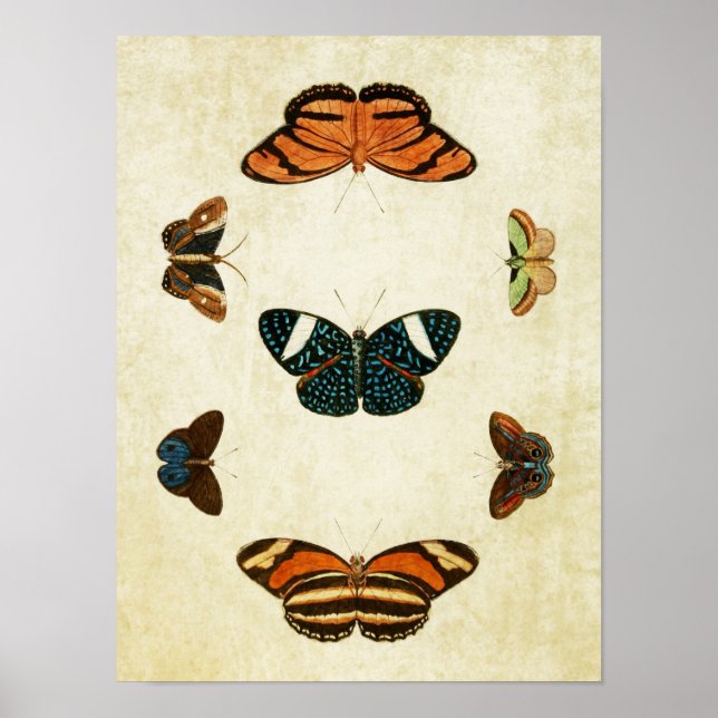 Vintage Butterfly Print 130 (Front)