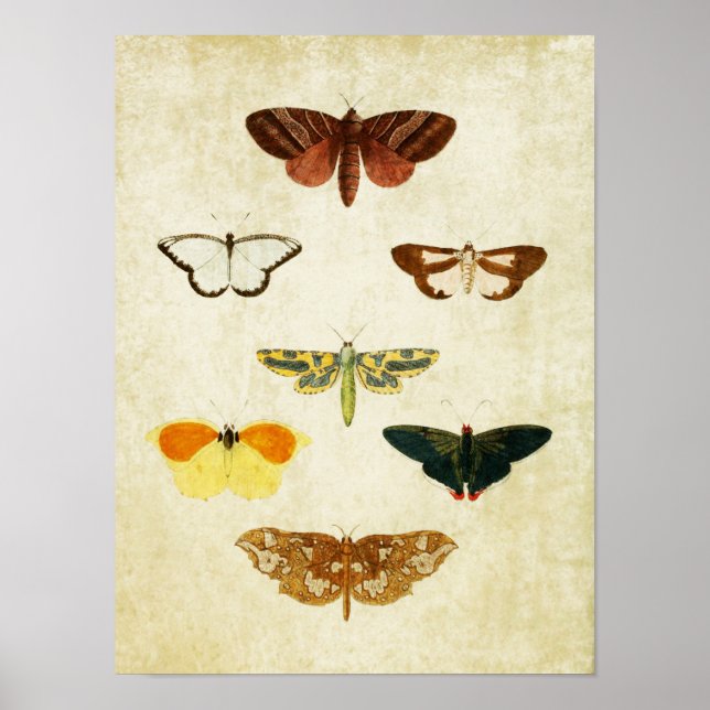Vintage Butterfly Print 131 (Front)