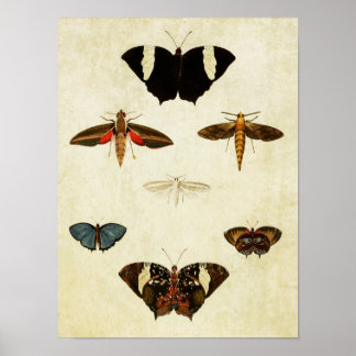 Vintage Butterfly Print 137
