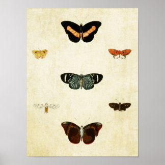 Vintage Butterfly Print 143