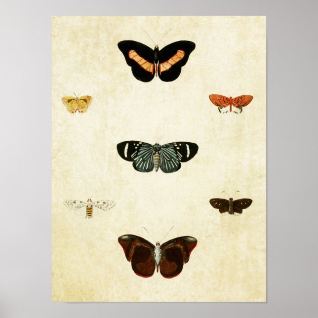 Vintage Butterfly Print 143 (Front)