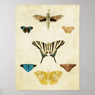Vintage Butterfly Print 152