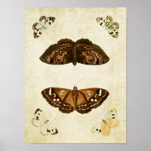 Vintage Butterfly Print 171