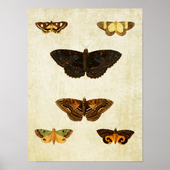 Vintage Butterfly Print 172 (Front)