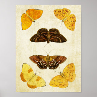 Vintage Butterfly Print 173