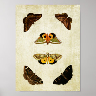 Vintage Butterfly Print 174