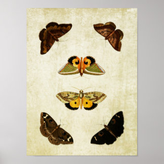 Vintage Butterfly Print 174