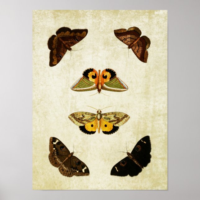 Vintage Butterfly Print 174 (Front)