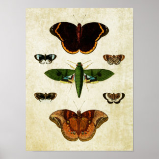 Vintage Butterfly Print 184