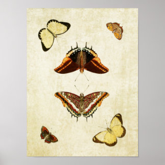 Vintage Butterfly Print 186