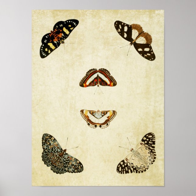 Vintage Butterfly Print 192 (Front)