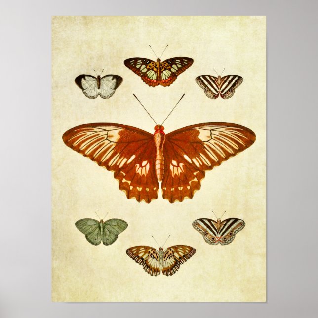 Vintage Butterfly Print 194 (Front)