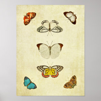 Vintage Butterfly Print 201