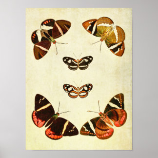 Vintage Butterfly Print 223