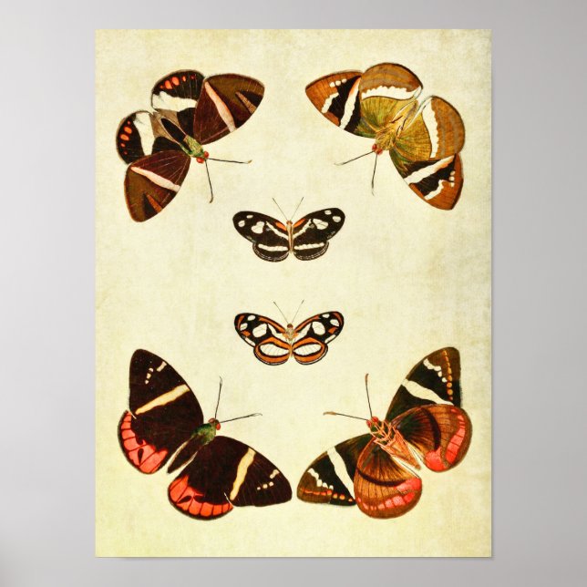 Vintage Butterfly Print 223 (Front)