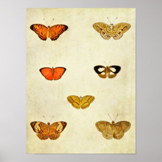 Vintage Butterfly Print 238