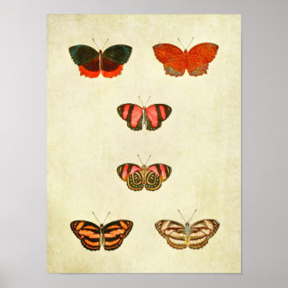 Vintage Butterfly Print 256
