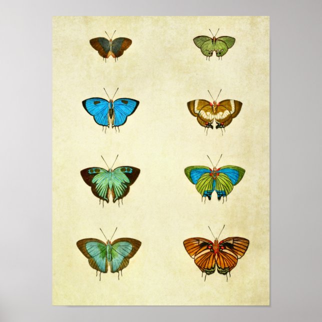 Vintage Butterfly Print 259 (Front)