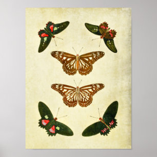 Vintage Butterfly Print 279