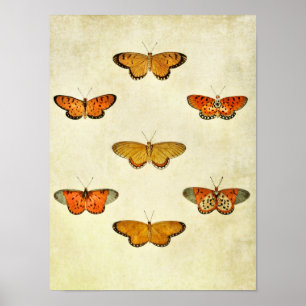Vintage Butterfly Print 298