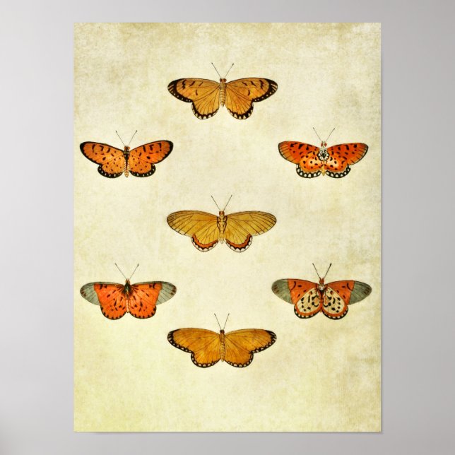 Vintage Butterfly Print 298 (Front)