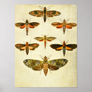 Vintage Butterfly Print 301