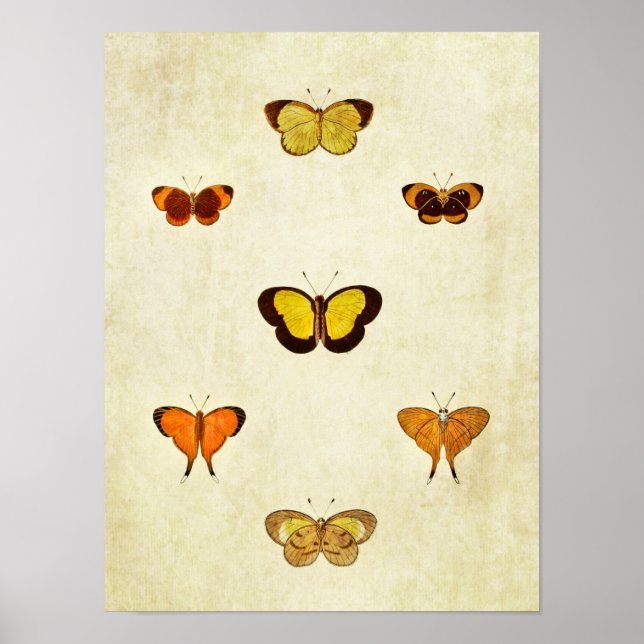 Vintage Butterfly Print 331 (Front)
