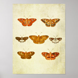 Vintage Butterfly Print 342