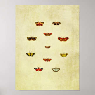 Vintage Butterfly Print 348