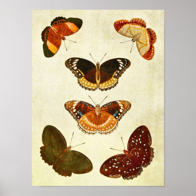 Vintage Butterfly Print 349 (Front)
