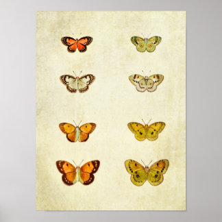 Vintage Butterfly Print 351