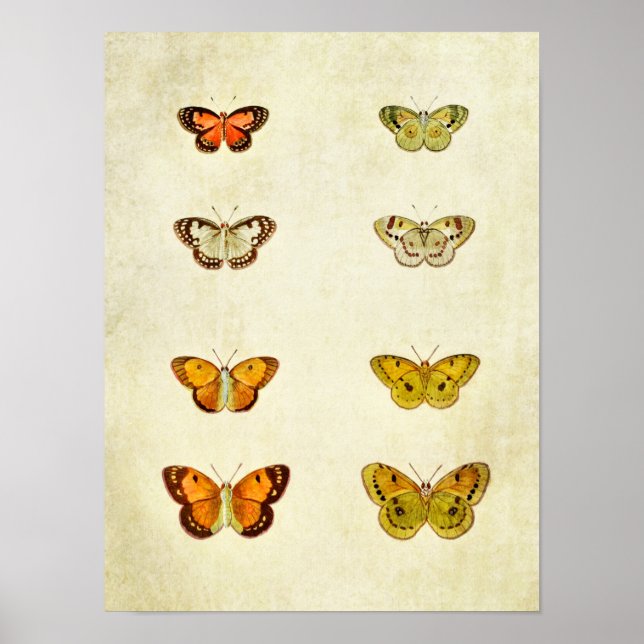 Vintage Butterfly Print 351 (Front)